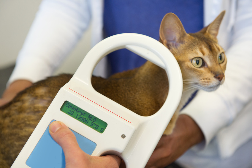 猫のマイクロチップに専用の読み取り機会をかざし、登録している番号を表示させ登録情報を照らし合わせます。
