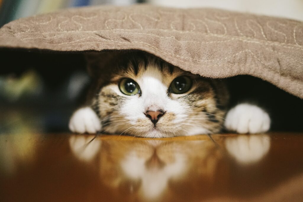 布団に潜った猫